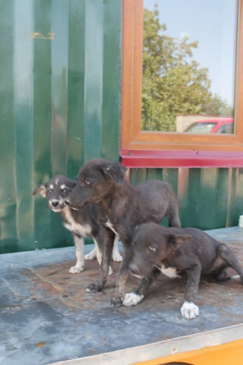 მეტისის ლეკვები უსახელო