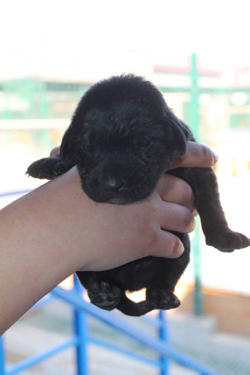 მეტისი უსახელო