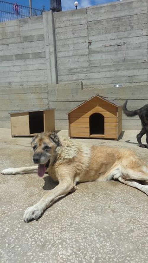 ქართული ნაგაზი ბოი