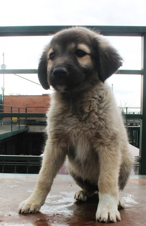 ქართული ქოფაკი უსახელო