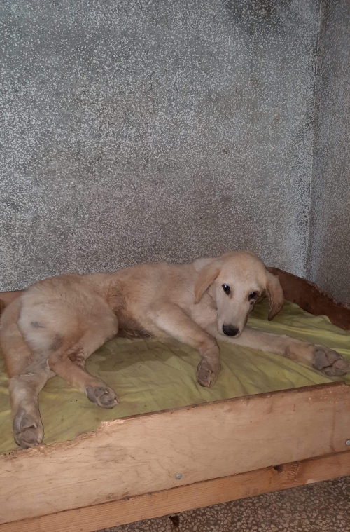 მეტისი წერეთელი