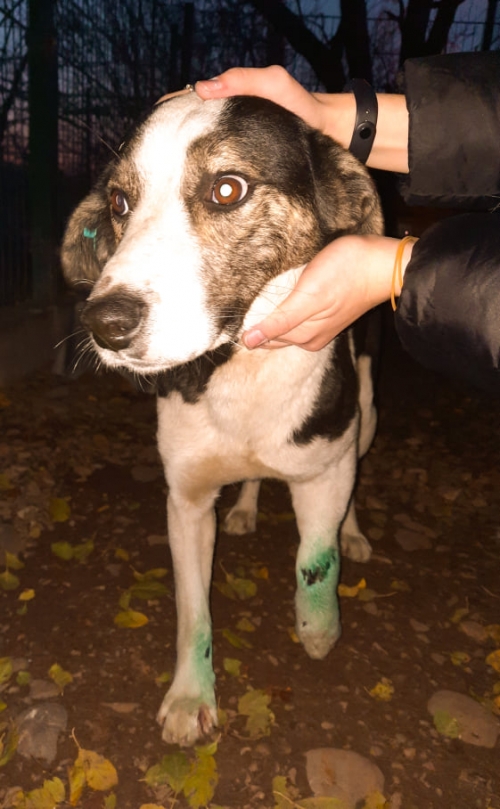 მეტისი მოსკოვის გამზირზე პოლიციის განყოდილებასთან ნაპოვნი