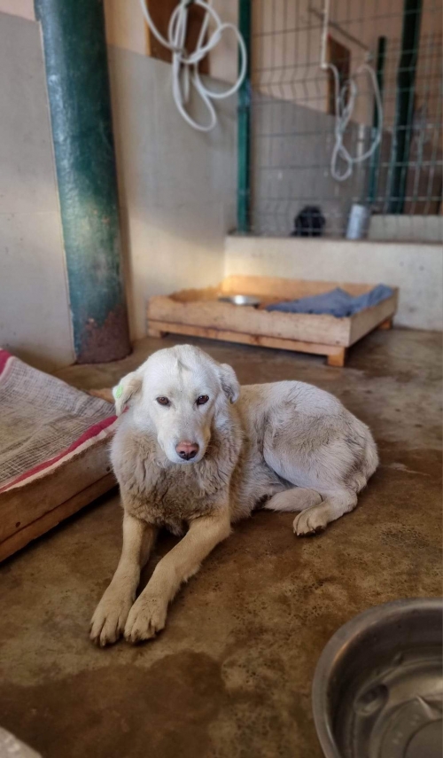 ქართული ქოფაკი თეთრიწყაროს რაიონი