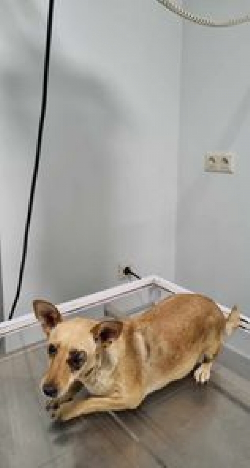 მეტისი მარნეული ნანა გაბაიძე