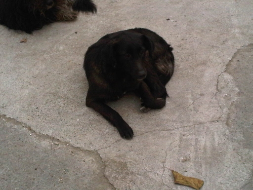 მეტისი ჩორნა