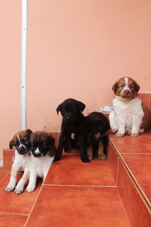 მეტისის ლეკვები უსახელო