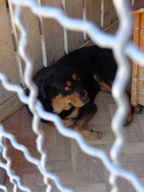 როტვეილერი როი