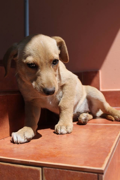 ლაბრადორის მეტისი უსახელო