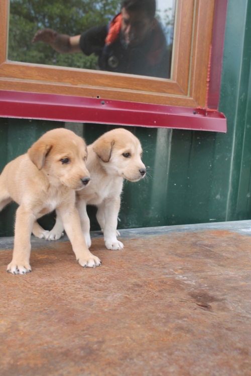 ქართული ქოფაკი უსახელო