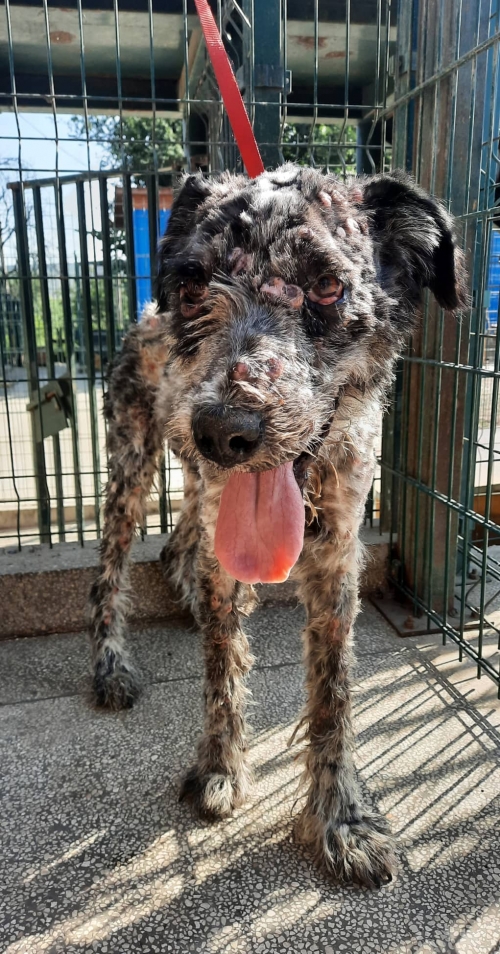 სეტერი მუხიანის აგარაკი