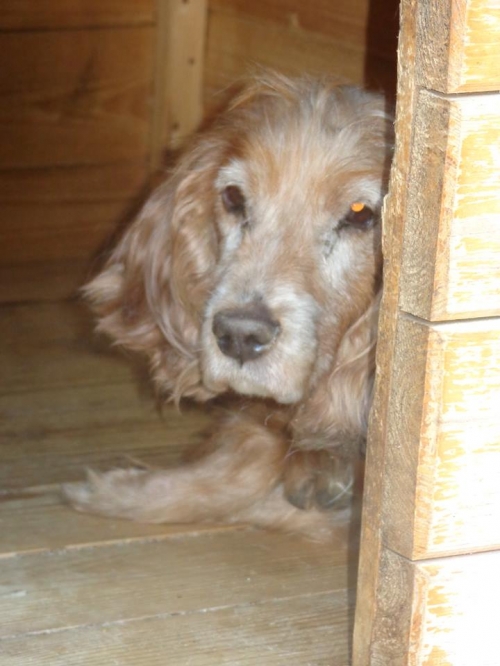 კოკერსპანიელი ლედი