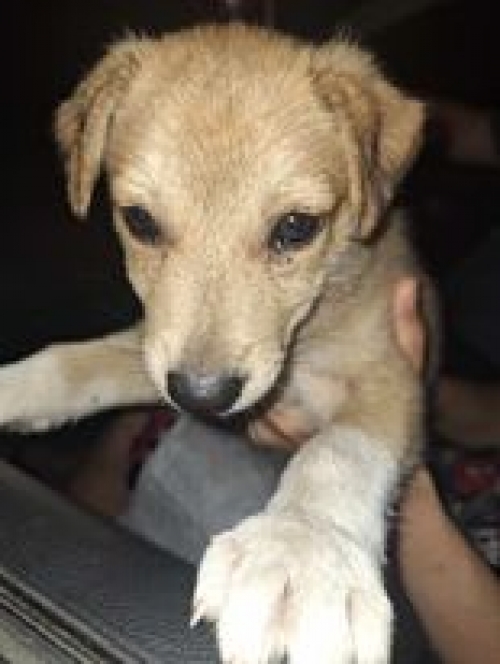 მეტისი მოსკოვის გამზირის 37 ნომერთან