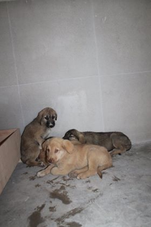 ქართული ქოფაკი უსახელო