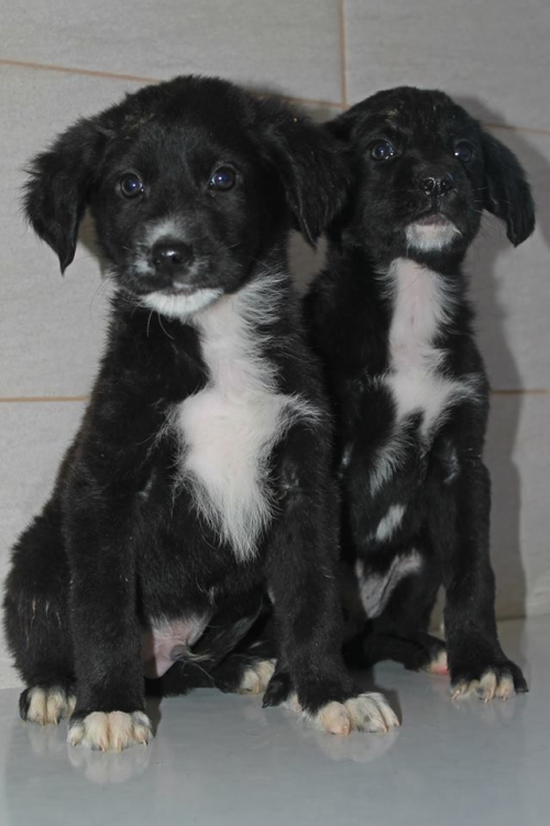 მეტისის ლეკვები უსახელო