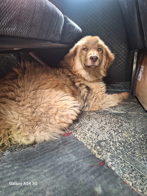 ქართული ქოფაკი ხაშური