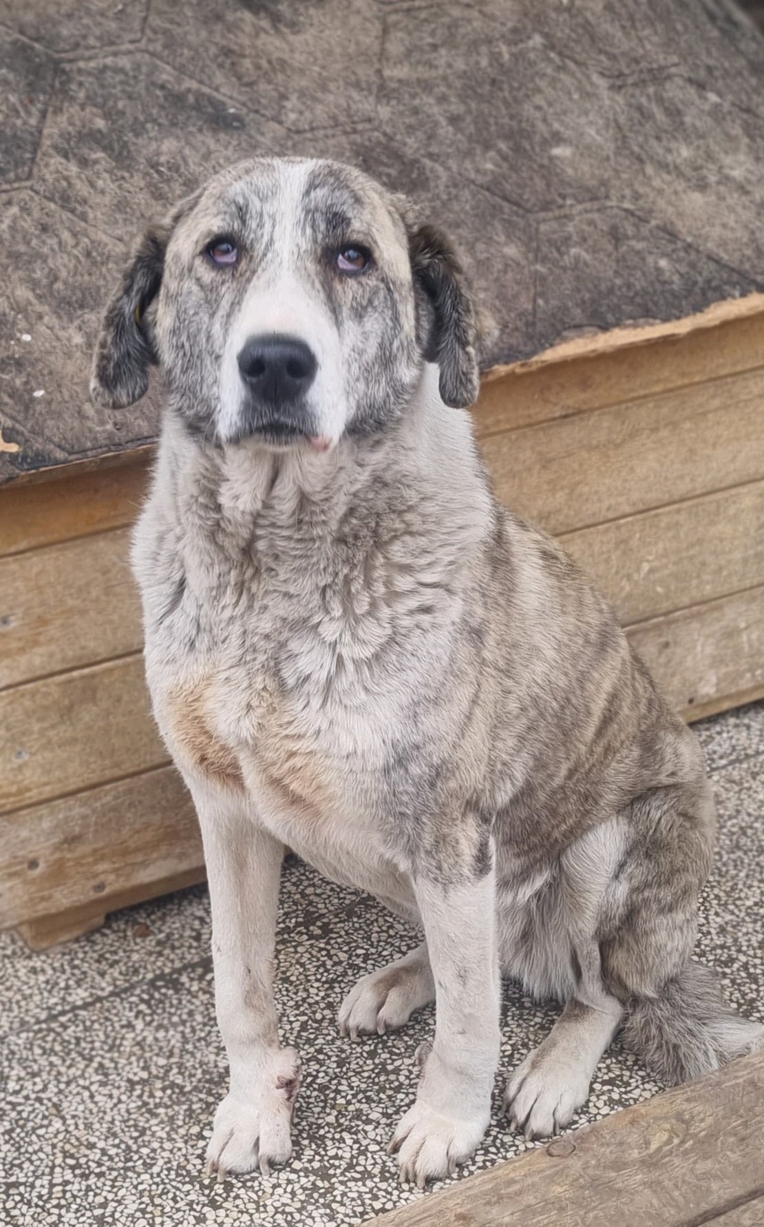 სამგორი. მილი