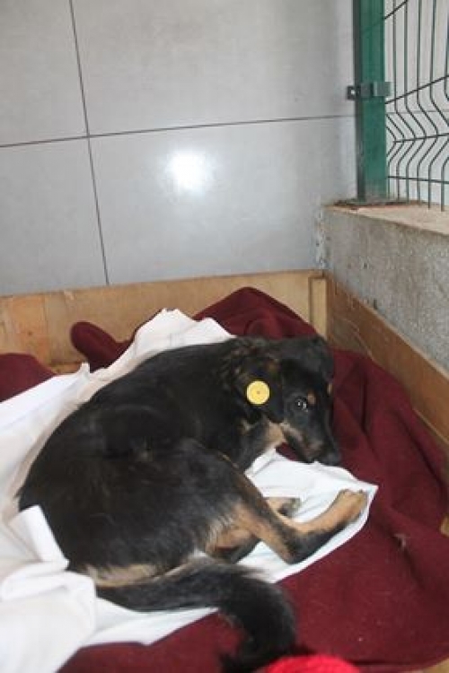 მეტისი უსახელო