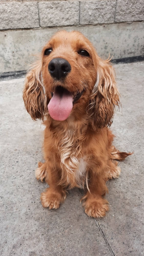 ინგლისური კოკერსპანელი მარნეული