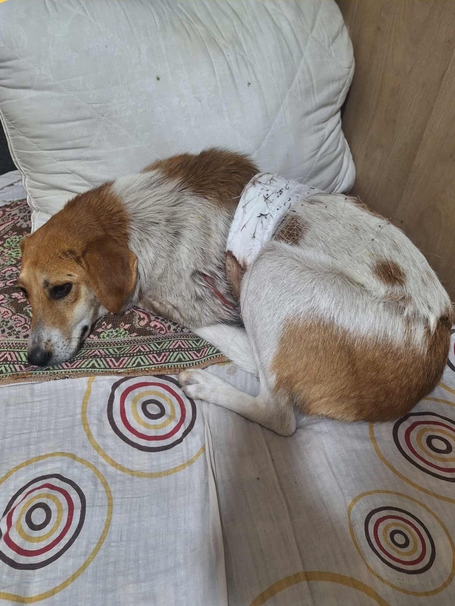 მეტისი. დუშეთი