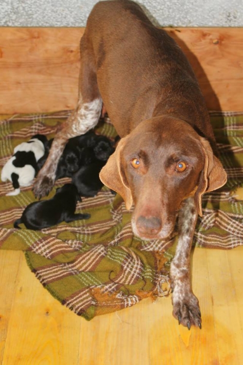 კურცხაარი უსახელო