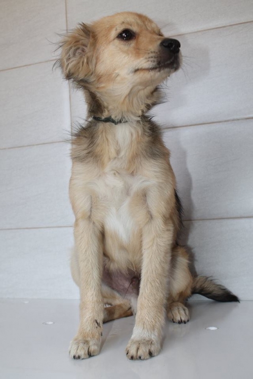 მეტისი უსახელო