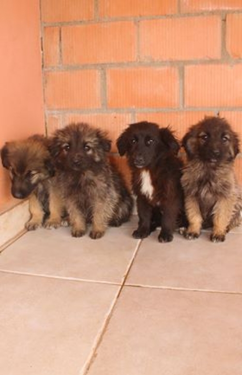 ქართული ქოფაკი უსახელო