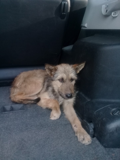 მეტისი უსახელო