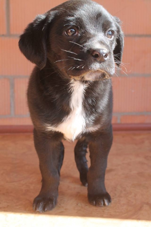 მეტისი უსახელო