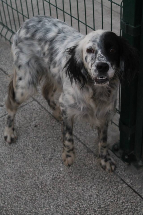 სეტერი როკი