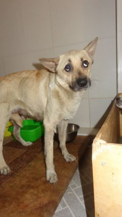 მეტისი უსხაელო