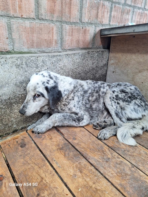 მეტისი დედუსი ,, დეზერტირების ბაზარი,,