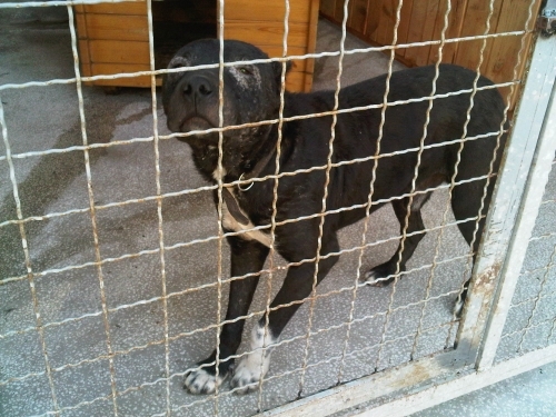 * გარდაცვლილები ჯიგარო