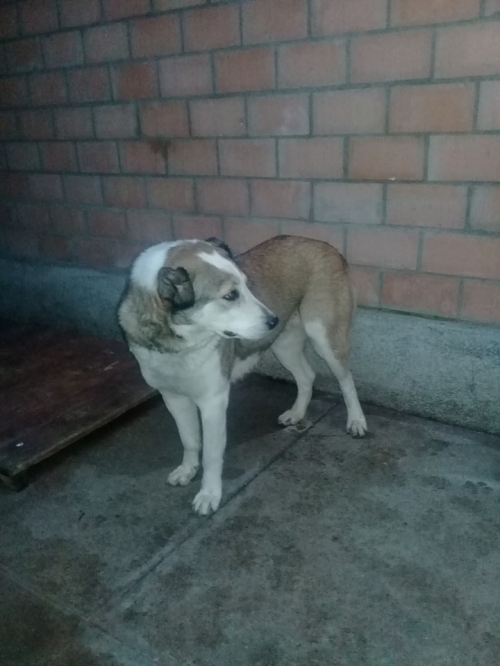 ქართული ქოფაკი სიმბა