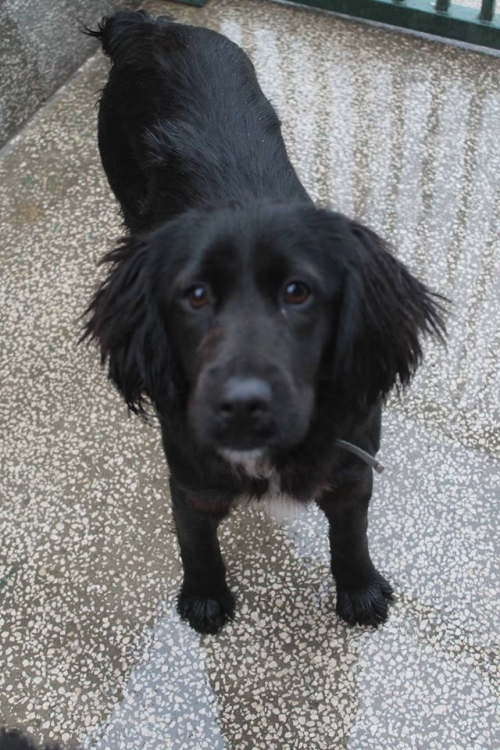 კოკერსპანელის მეტისი უსახელო