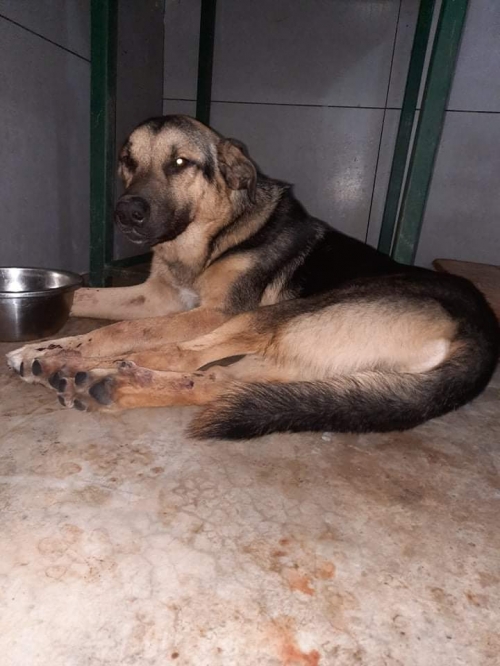 გერმანული ნაგაზი უსახელო