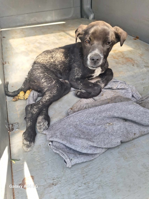 მეტისი მცხეთა