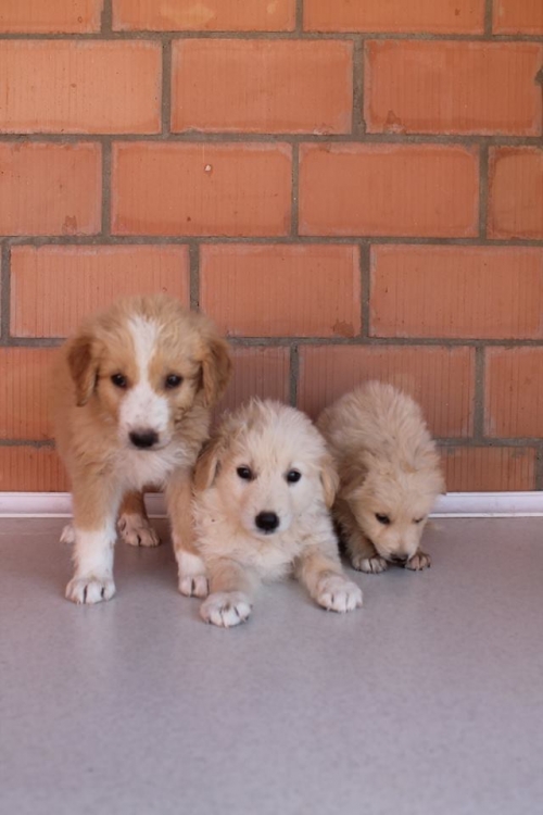 ქართული ქოფაკი უსახელო