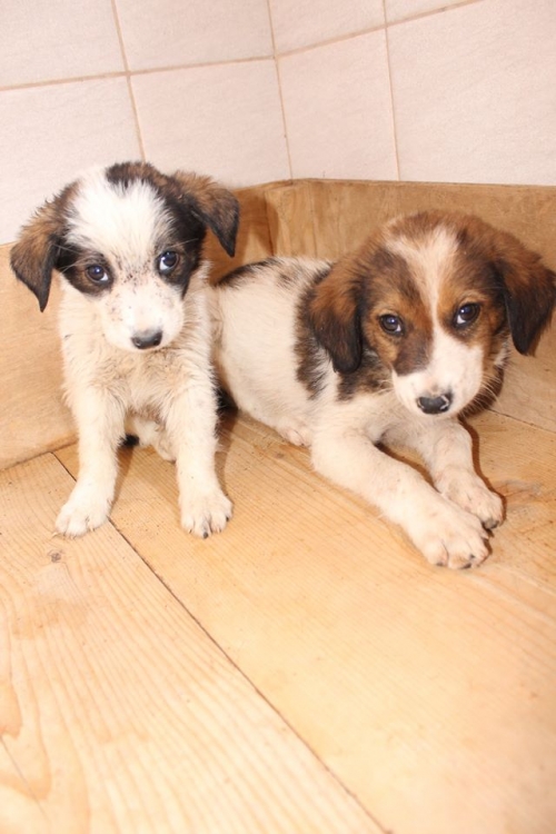 მეტისის ლეკვები უსახელო