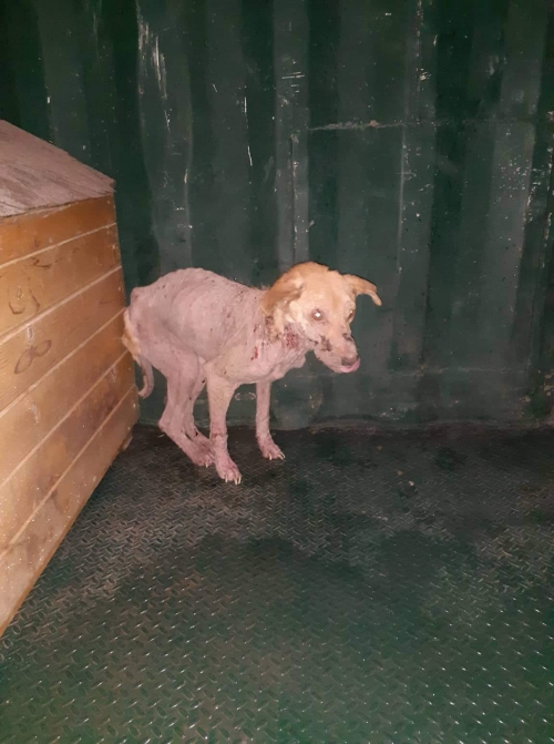 მეტისი უსახელო