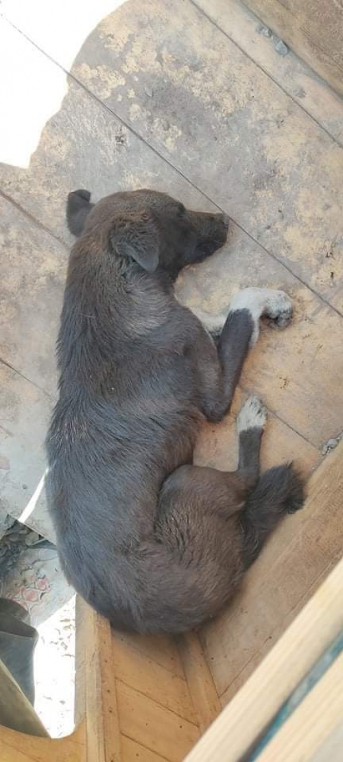 მეტისი კაირისცქუჩა ასფალტის ქარხანა