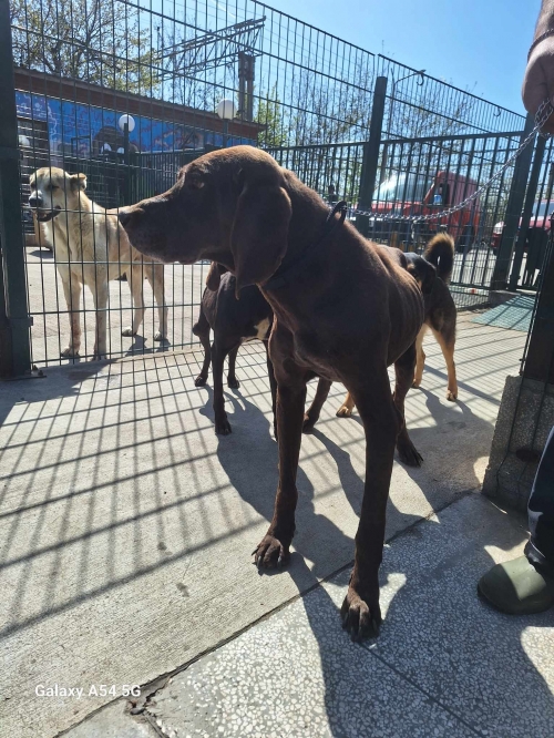 კურცხაარი დუშეთი