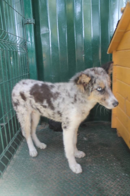 ლაიკის მეტისი რექსი