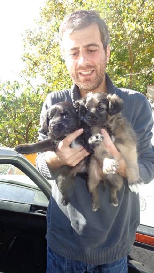 მეტისის ლეკვები უსახელოები