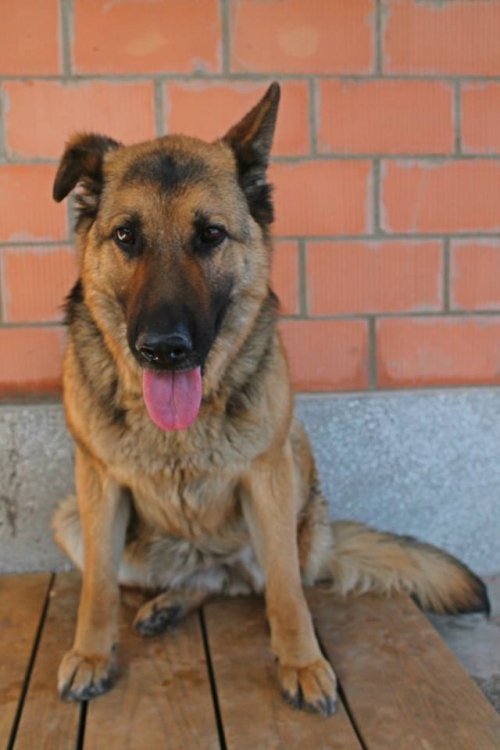 გერმანული ნაგაზი სკიდლი