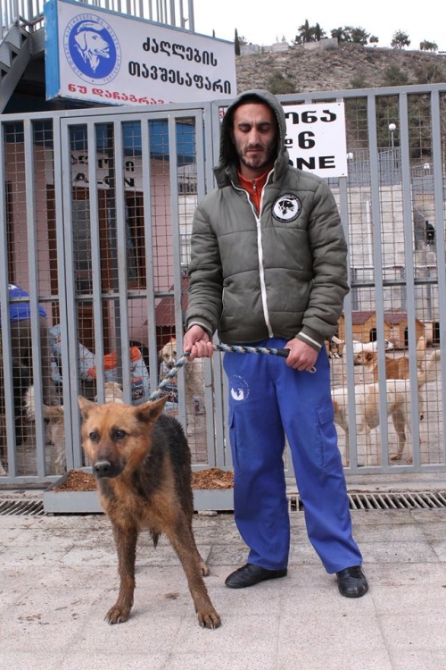 გერმანული ნაგაზი უსახელო