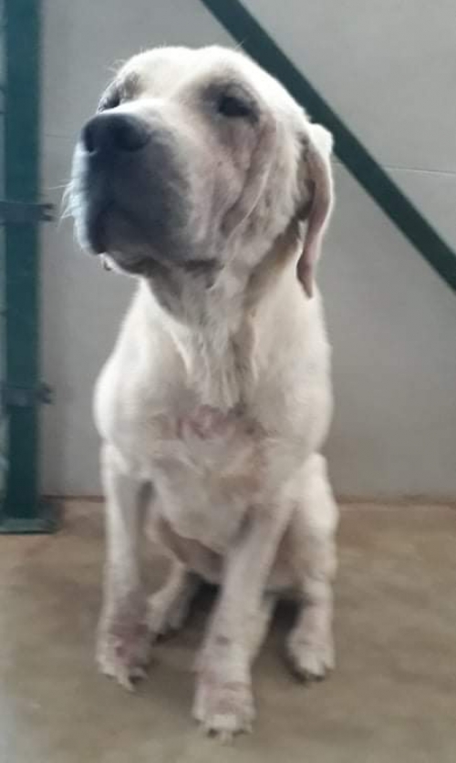 ლაბრადორი უსახელო