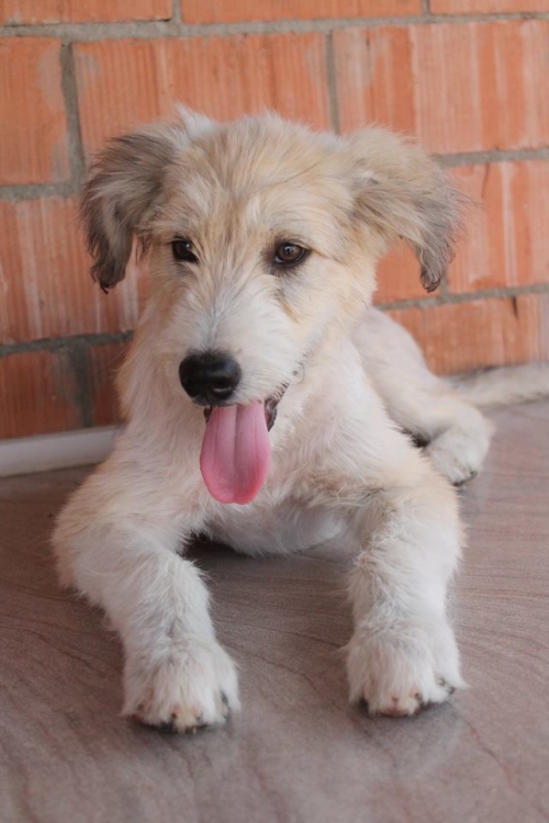 ბალონკის მეტისი უსახელო