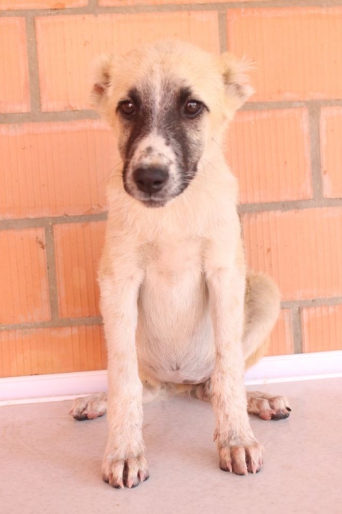 ქართული ქოფაკი უსახელო