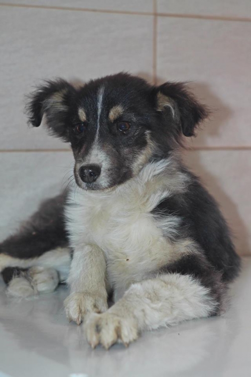 მეტისი მაქსი