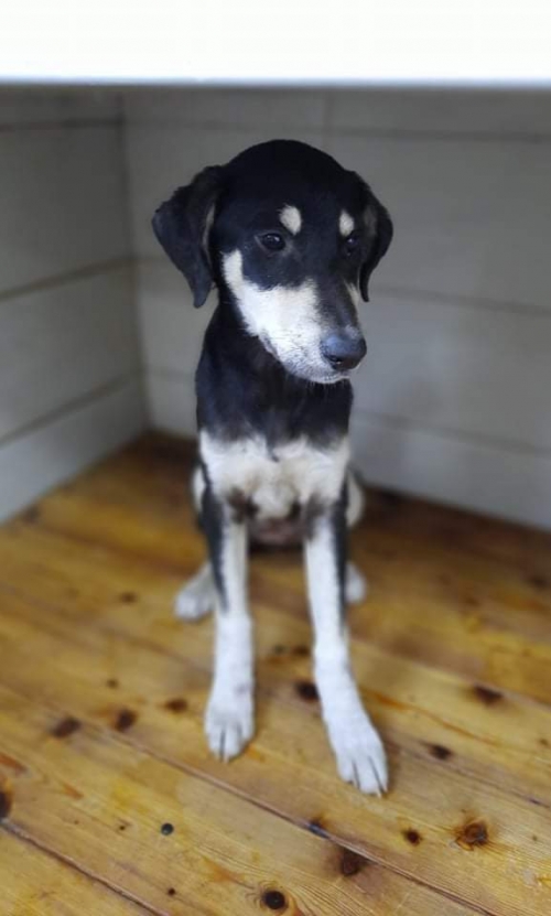 მეტისი ლოტკონზე ნაპოვნი